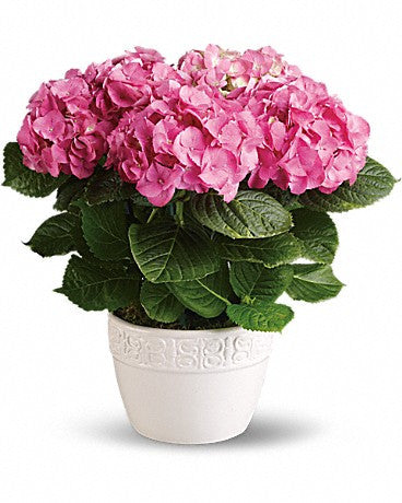 Send a pink Hydrangea nicely arranged in good quality pot.