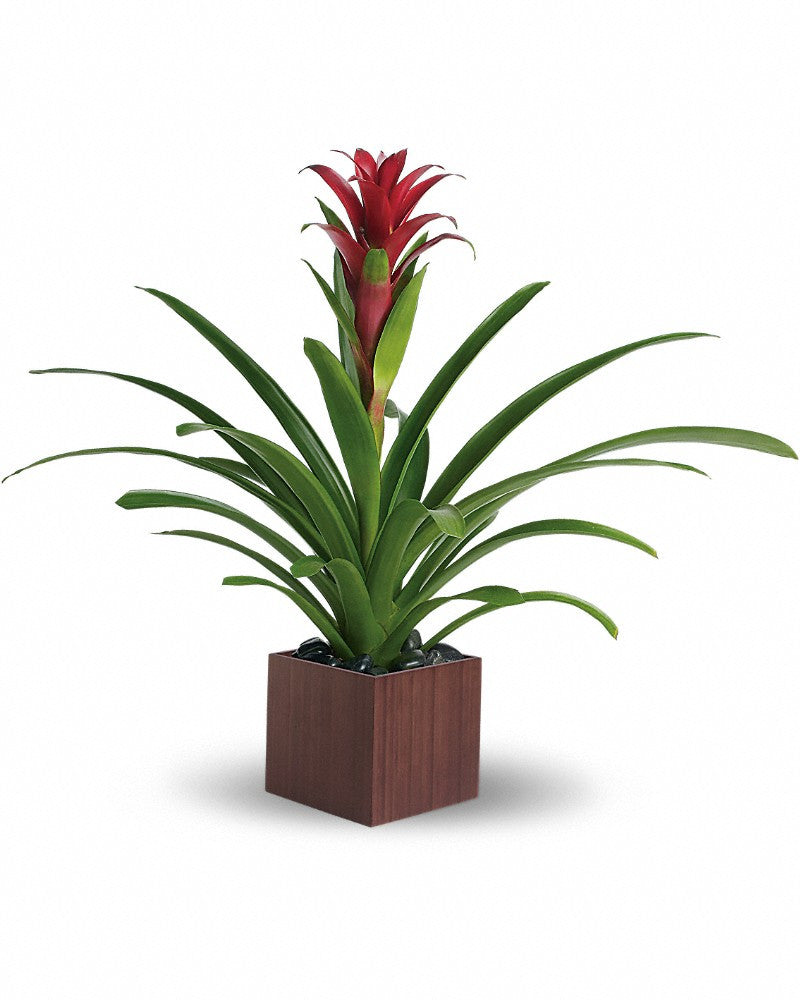indoor plants in italy Send Bromeliad in Italy – Flowers Italy .com