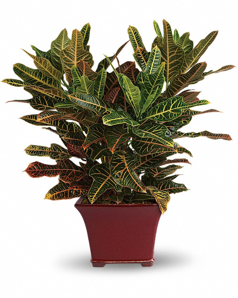 Send plants in Italy including this nice Crotus.