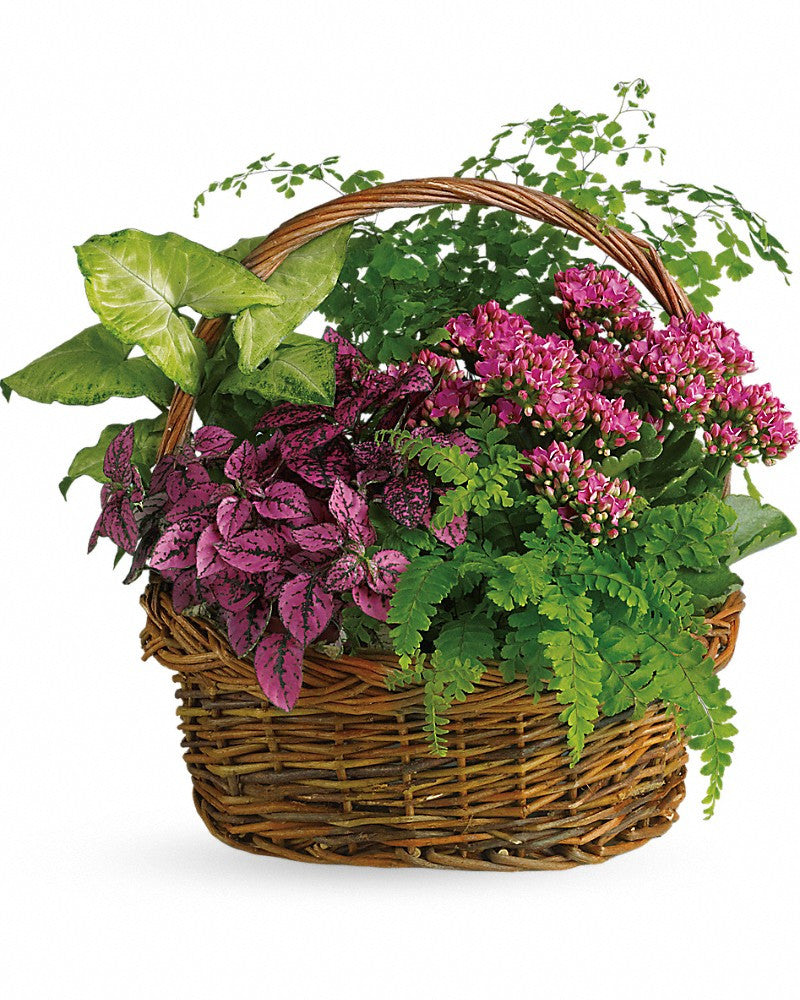Mixed arrangement of plants, perfectly choice for a gift to him for delivery in Italy.