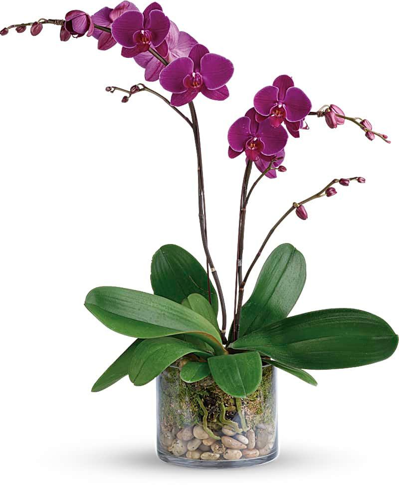 Send orchids in Italy