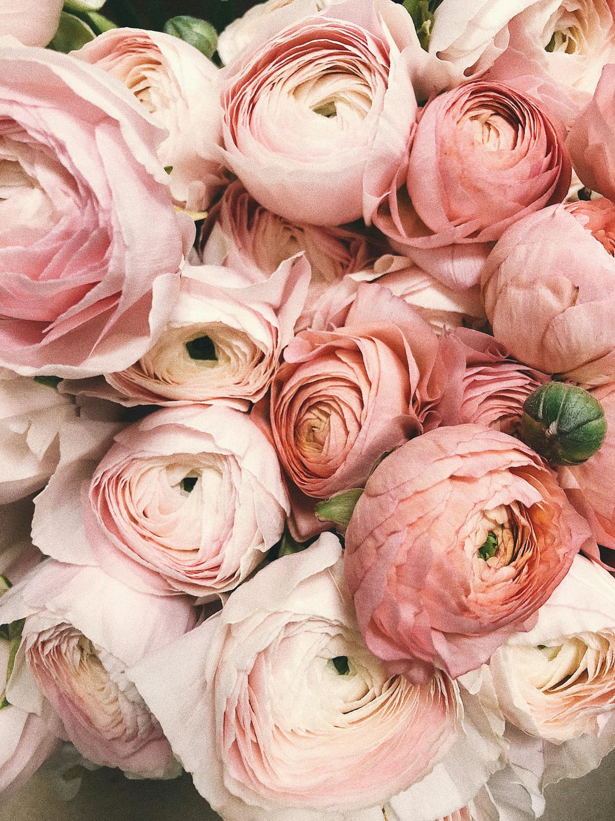Beautiful flowers in Italy