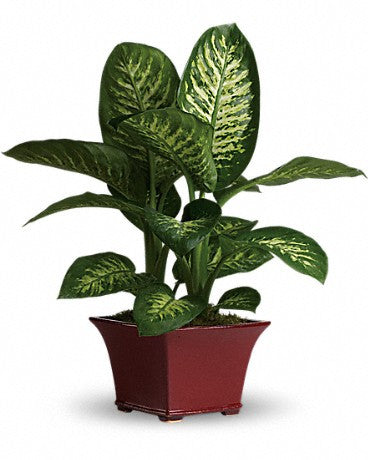 Dieffenbachia plants available for delivery in Italy.