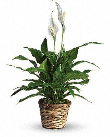 Send Spathiphyllum plant in Italy, best option as sympathy gift.
