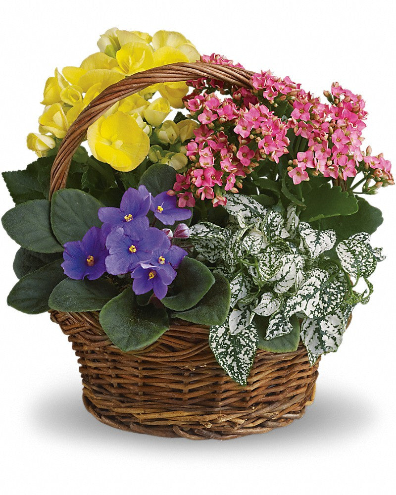 Mixed green and flowering plants arranged in a basket for delivery in Italy.