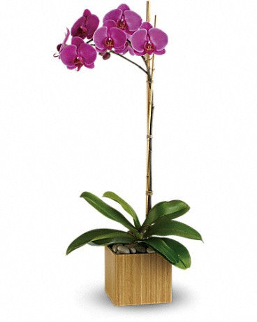 The perfect choice on plants, a purple/pink orchid plant in a good quality pot.