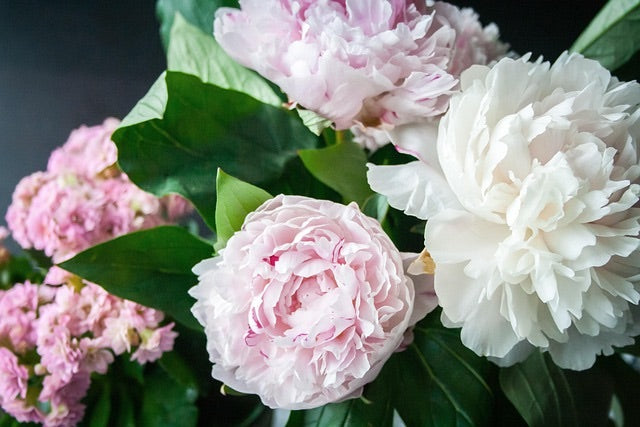 peonies, peonies italy