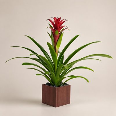 Bromeliad