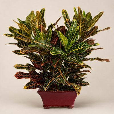 Croton
