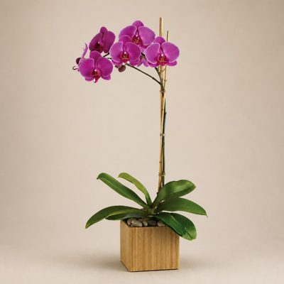 Purple Orchid