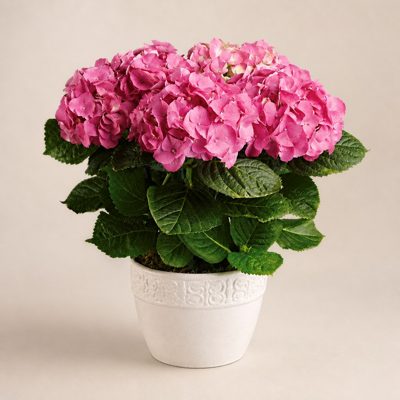 Pink Hydrangea