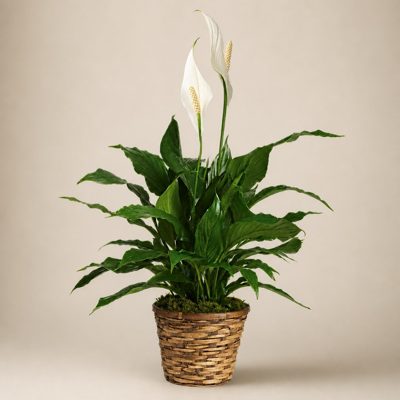 Elegant Spathiphyllum